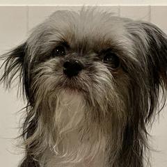 Mi-Kis from Schatzi Mi-Kis