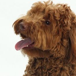 Finn - Australian Labradoodle