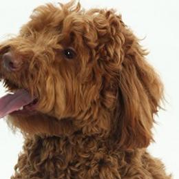 Finn - Australian Labradoodle
