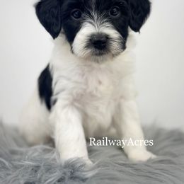 Minnie - Parti female Goldendoodle puppy in Milford, Indiana from Railway Acres Kennel