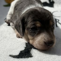 Girl 3 - Dapple female Dachshund puppy in Columbiana, Alabama from Tonya's Dachshunds