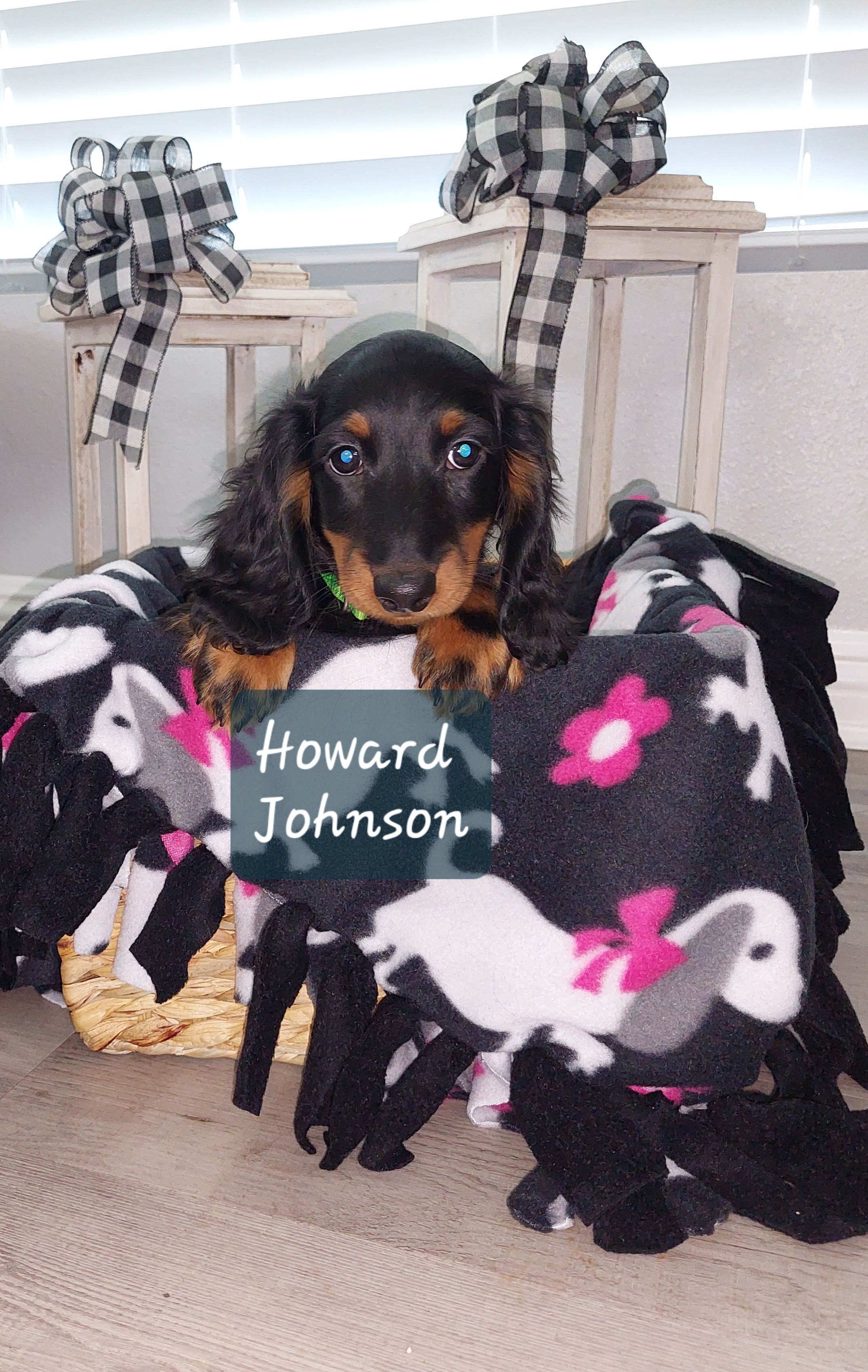 Boy 2 - Black and tan Dachshund puppy in Moreno Valley, California from Windy Ridge Miniatures