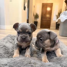 Lilac - Blue female French Bulldog puppy in Peoria, Arizona from A Quality French Bulldogs AZ