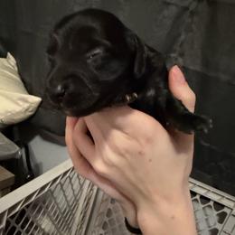 Nyx Full AKC Female 2 - Black female Dachshund puppy in Erie, Michigan from Champagne’s Grinch Toe’d Dachshunds