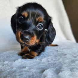 Dachshund Puppies from EB's Cajun Lil' Doxies