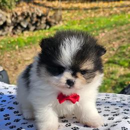 Bubbles - Tri-colored male Pomeranian puppy in Utica, Ohio from Poodle Me Crazy