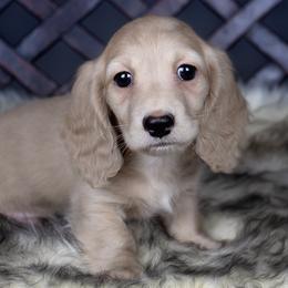 Dachshund puppies from Dachsy