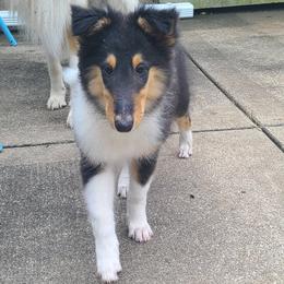 Collie Puppies from LeAnne Dobbins