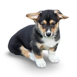 Jax - Pembroke Welsh Corgi puppy from Colebrooke Farm