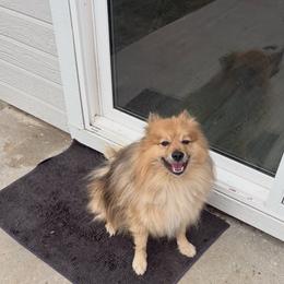 Dior - Pomeranian