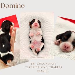 Domino - Tri-color male Cavalier King Charles Spaniel puppy in Tyler, Texas from Kalon Cavaliers