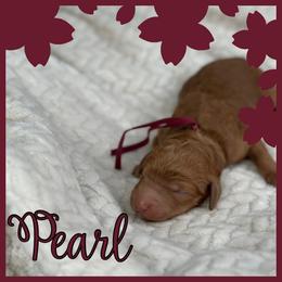 Pearl - Red  female Poodle puppy in Dayton, Texas from Wolfe Island Poodles