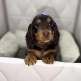 Chocolate and Tan Male 2 - Chocolate and tan male Dachshund puppy in Charlotte, Michigan from Blue Diamond Danes