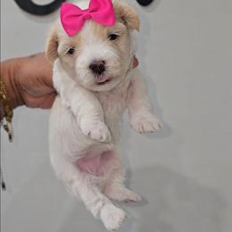 Puppy B (hot pink) - White and lemon female Maltese puppy in North Chesterfield, Virginia from Maltese Love