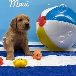 Golden Retriever Puppies from Nirvana Goldens