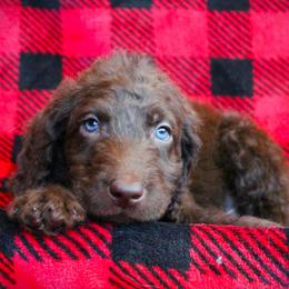 Gnocchi - Chocolate male Labradoodle puppy in Lanexa, Virginia from Lees Reach Farm