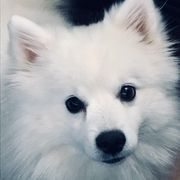American Eskimo Dogs from Wintersun Eskies of Tennessee