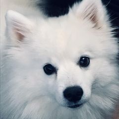 American Eskimo Dogs from Wintersun Eskies of Tennessee