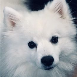 American Eskimo Dogs from Wintersun Eskies of Tennessee