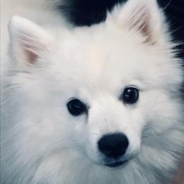 American Eskimo Dogs from Wintersun Eskies of Tennessee