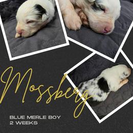 Mossberg - Blue merle male Australian Shepherd puppy in Abilene, Texas from S&K Aussies N' Rotties