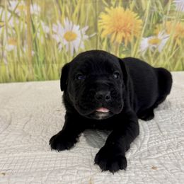 Jasper - Black male Cane Corso puppy in Loogootee, Indiana from Walnut Creek Cane Corso