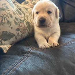 Chestnut- Red collar- second pick yellow male - Yellow male Labrador Retriever puppy in Isanti, Minnesota from Four Corners Family Labs