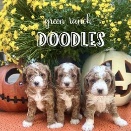 Cavapoo and Goldendoodle Puppies from Green Ranch Doodles