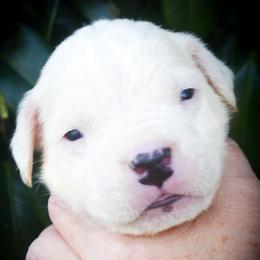 Grey collar - White male Dogo Argentino puppy in San Diego, California from Debonair Dogos