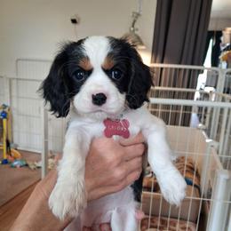 Yellow collar, Gracie - Tri-color female Cavalier King Charles Spaniel puppy in Colorado Springs, Colorado from True Love Colorado Cavalier King Charles Spaniels