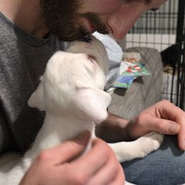 Charlie - White male Boxer puppy in Thompson, Pennsylvania from Moonlitboxers