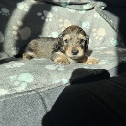 Kit kat - Cream female Dachshund puppy in Perris, California from Doxie_pupps