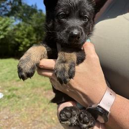 Black and Tan Boy 2 - Black and tan male German Shepherd puppy in Jacksonville, Florida from El Dorado
