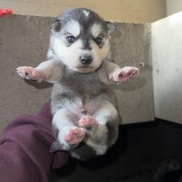 Boy 1 - Black and white male Siberian Husky puppy in Iron River, Wisconsin from Wiemeri Siberians