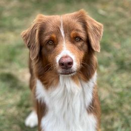Babe - Australian Shepherd