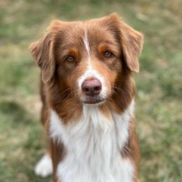 Babe - Australian Shepherd