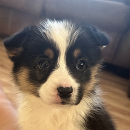 Pembroke Welsh Corgi All Grown Up from Newton Hay & Cattle