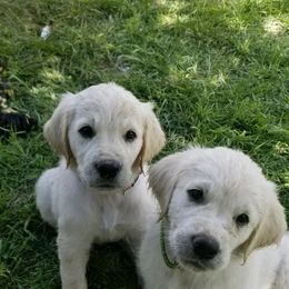 Cavapoo, Goldendoodle, and Golden Retriever Puppies from SoléLuna Golden Retrievers