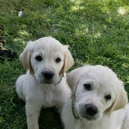 Cavapoo, Goldendoodle, and Golden Retriever Puppies from SoléLuna Golden Retrievers
