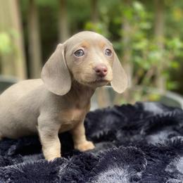 Dachshund Puppies from Doxie Dapples