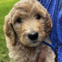 Goldendoodles from Pawsitive Pups HTX