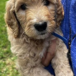 Goldendoodles from Pawsitive Pups HTX