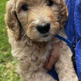 Goldendoodles from Pawsitive Pups HTX