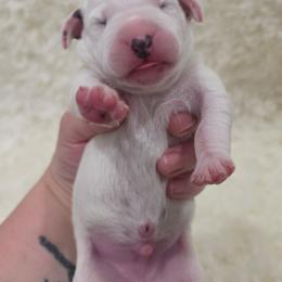 Vale (Green Collar Boy) - White and black male Dalmatian puppy in Centereach, New York from LINY Dalmatians