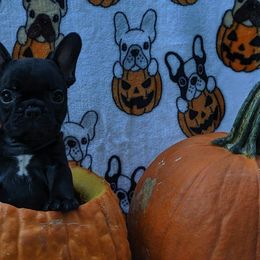 French Bulldogs from Fierce French Bulldogs