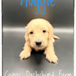 Auggie - Cream male Dachshund puppy in Cincinnati, Ohio from Caines Dachshund Farm