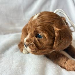 Oatmeal - Red female Cavapoo puppy in Adrian, Oregon from ApplebyFarm