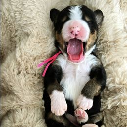 Bernedoodle, Goldendoodle, Poodle, and Sheepadoodle Puppies from Kerr Kanine Ranch