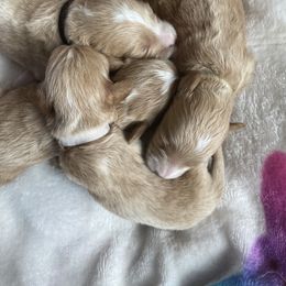 Goldendoodle Puppies from minigoldendoodlesofRI