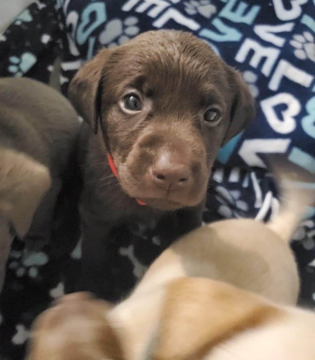 Carter Labradors in Michigan Dilute Retriever puppies Good Dog